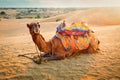 Indian camel in sand dunes of Thar desert on sunset. Jaisalmer, Rajasthan, India Royalty Free Stock Photo