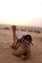 Indian Camel Royalty Free Stock Photo