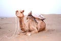 Indian Camel Royalty Free Stock Photo