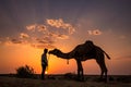 Indian camel sunset