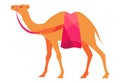 Indian Camel Vector Illustration Isolated on White