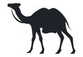 Indian Camel Vector Illustration Isolated on White