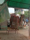 Indian camel going to Dargah Ajmer Sharif Rajasthan in India