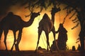 Camel vendors from the city of Pushkar,Pushkar Mela