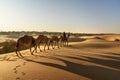 Indian cameleer with camels in Thar desert. Jaisalmer. India