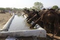 Indian camels are drinking the water Royalty Free Stock Photo
