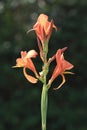 Indian Canna (Canna indica L.) Royalty Free Stock Photo