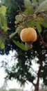 Indian cashew nutts fruit Royalty Free Stock Photo