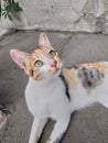 Indian cat with beautiful eyes Royalty Free Stock Photo