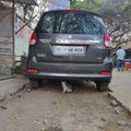 an indian cat in city found a shelter under the parked car