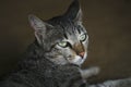 Indian cat closeup face image, Black and white Indian cat with Beautiful Yellow eyes side pose seating with relaxing mood, close Royalty Free Stock Photo