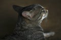 Indian cat closeup face image, Black and white Indian cat with Beautiful Yellow eyes side pose seating with relaxing mood, close Royalty Free Stock Photo