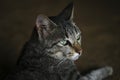 Indian cat closeup face image, Black and white Indian cat with Beautiful Yellow eyes side pose seating with relaxing mood, close Royalty Free Stock Photo