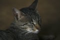 Indian cat closeup face image, Black and white Indian cat with Beautiful Yellow eyes side pose seating with relaxing mood, close Royalty Free Stock Photo