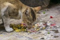 Indian Cat eating fish and other leftover food Royalty Free Stock Photo