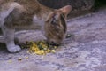 Indian Cat eating fish and other leftover food Royalty Free Stock Photo