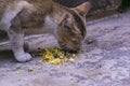 Indian Cat eating fish and other leftover food Royalty Free Stock Photo