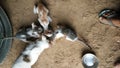 Indian cat and her kittens are drinking milk. Royalty Free Stock Photo