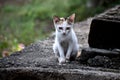 Indian Cat Sitting of Wall Top