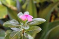 indian Catharanthus roseus or Madagascar periwinkle (rosy periwinkle