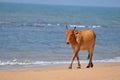 Indian Cattle, Bos Indicus, Walking on a Beach, Anjuna, Goa Royalty Free Stock Photo