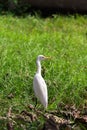 indian cattle egret Royalty Free Stock Photo