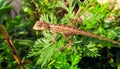 Indian chameleon sitting on plant Photography Royalty Free Stock Photo