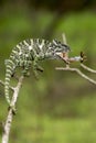 Indian chameleon bite