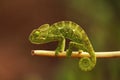 Indian Chameleon, Chamaeleo zeylanicus, Bandipur National Park, Karnataka, India Royalty Free Stock Photo