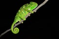 Indian chameleon, Chamaeleo zeylanicus, Satara, Maharashtra, India Royalty Free Stock Photo