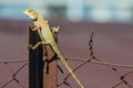 Indian Chameleon Chamaeleo zeylanicus sun bathing on the fencing. Royalty Free Stock Photo