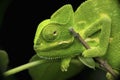 Indian chameleon closeup of face, Chamaeleo zeylanicus, Satara, Royalty Free Stock Photo