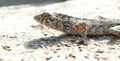 Indian chameleon outside home