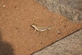 Indian chameleon - reptiles of India - close-up - macro