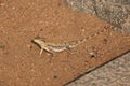 Indian chameleon - reptiles of India - close-up - macro