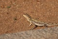 Indian chameleon - reptiles of India - close-up - macro