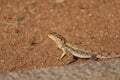 Indian chameleon - reptiles of India - close-up - macro