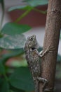 Indian chameleon resting on tree