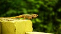 Indian chameleon trying to jump