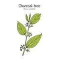 Indian charcoal-tree, or pigeon wood Trema orientale , medicinal plant