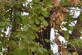 Indian cherry or Clammy cherry or Fragrant manjack or Gondi Cordia dichotoma Tree