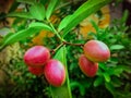 Indian cherry or riberry fruits hanging on the tree