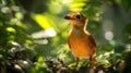 Indian Chevrotain Emerging from Forest Undergrowth, Its Small Frame Illuminated in Dappled Sunlight Royalty Free Stock Photo