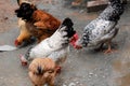 Indian chicken are eating a rice capture at guwahati assam india Royalty Free Stock Photo