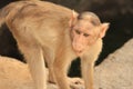 Indian child Red Monkey Royalty Free Stock Photo