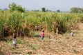 Indian Children collect sugar-cane