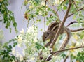 Indian Chipmunk - Common Squirrel Royalty Free Stock Photo