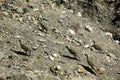 Indian Chukar Flock