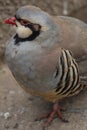 Indian chukar standing on the concrete ground