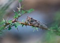 Indian Cicada Insect on thorny tree branch Royalty Free Stock Photo